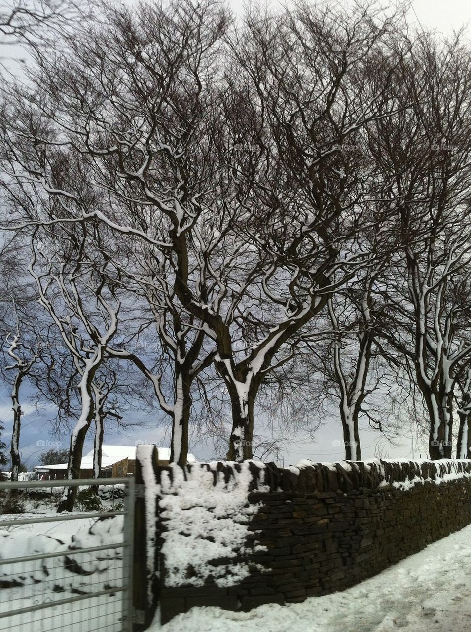 Snow trees