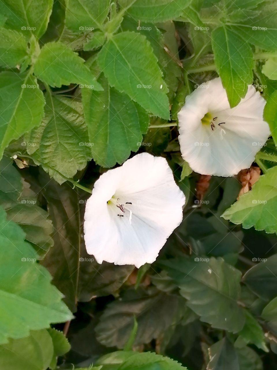 Beautiful white flowers with green leaves plants in the garden.