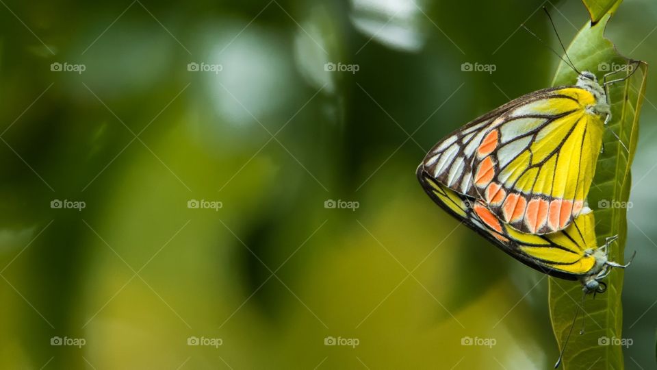 Very beautiful shot of butterflies 