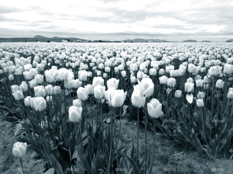Tulip fields