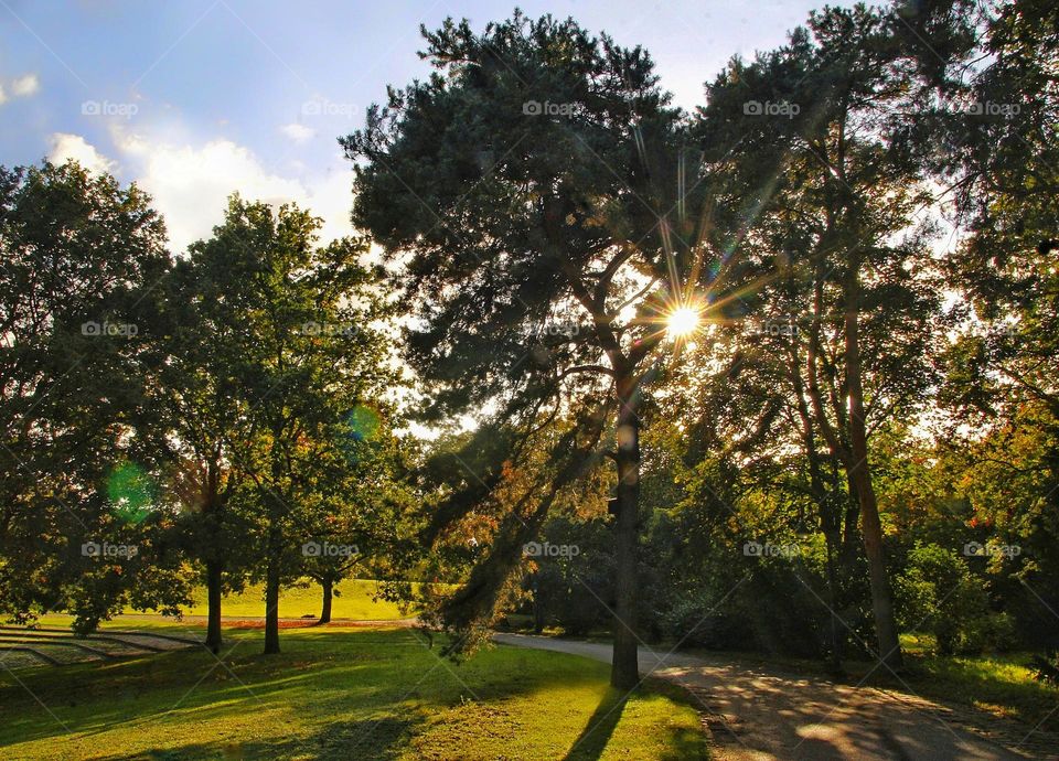 Park in the sunny day. Trees with the sun rays
