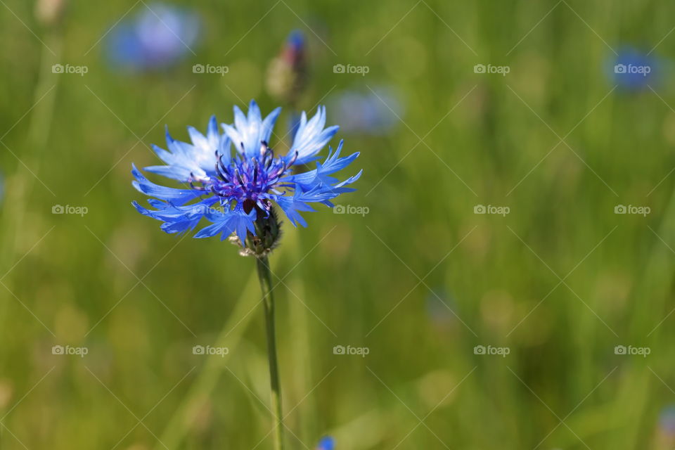 Blue cornflower