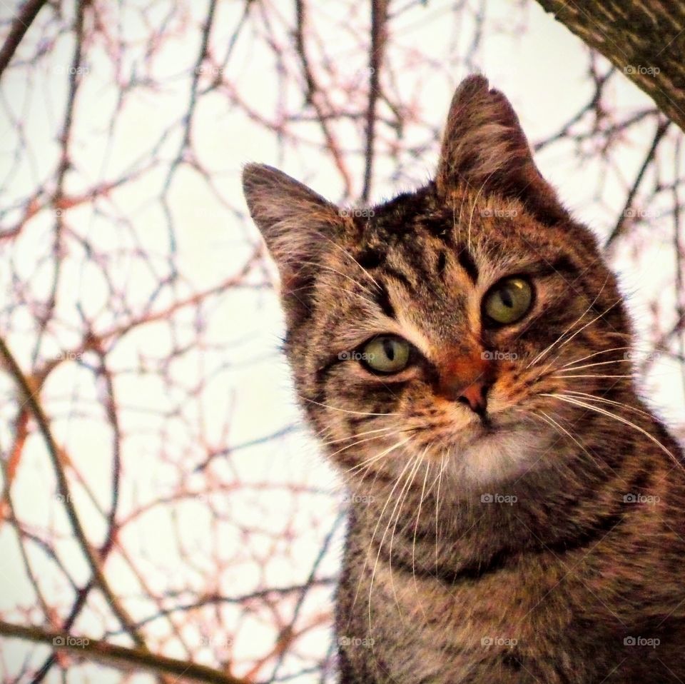 What am I looking at? (Cat on a tree)