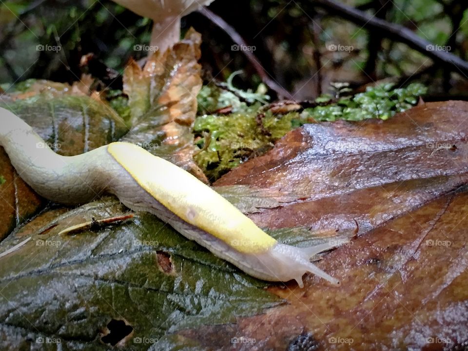 Slug in the forest