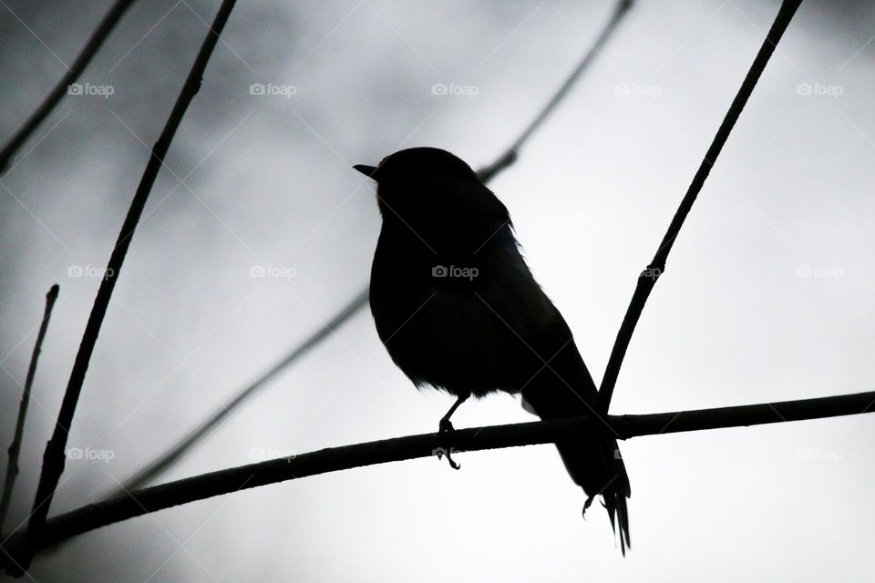 Robin silhouette on a tree, stretching out