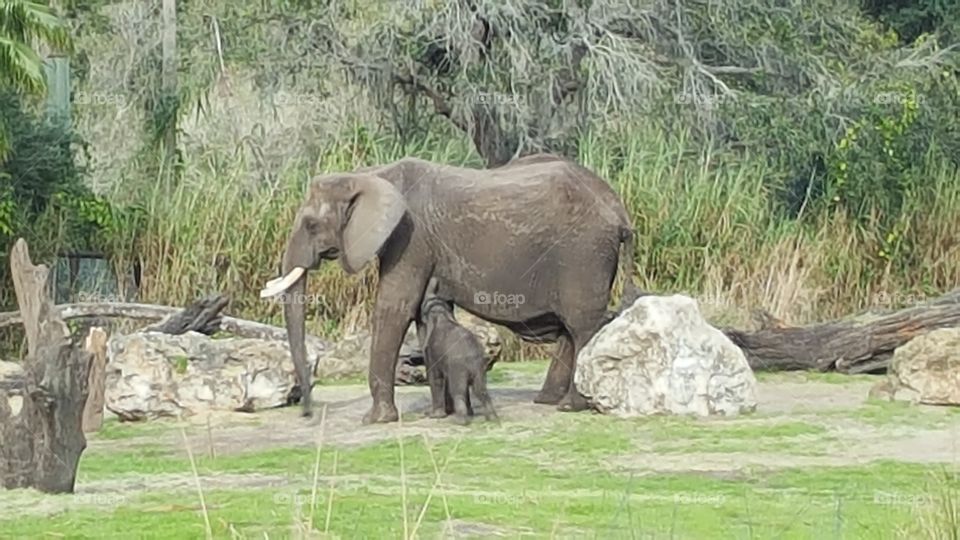 An elephant and her calf make their way through the grassland at Animal Kingdom at the Walt Disney World Resort in Orlando, Florida.