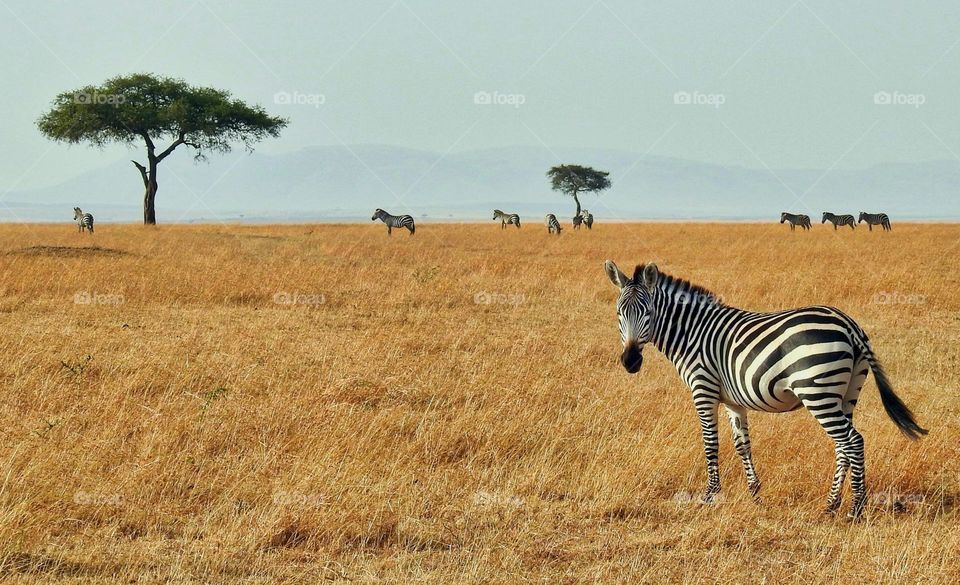 zebra in wild

closeup photography.