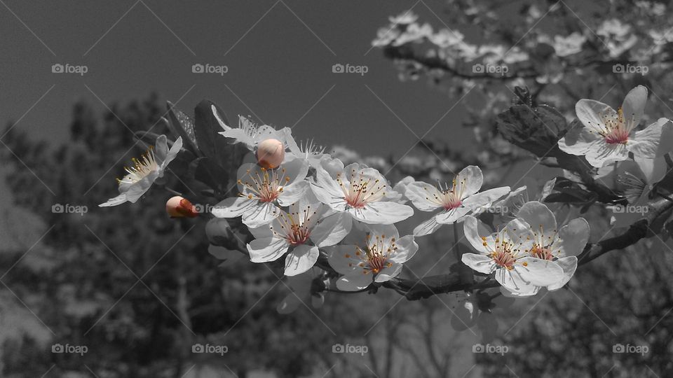 Splash color flowers