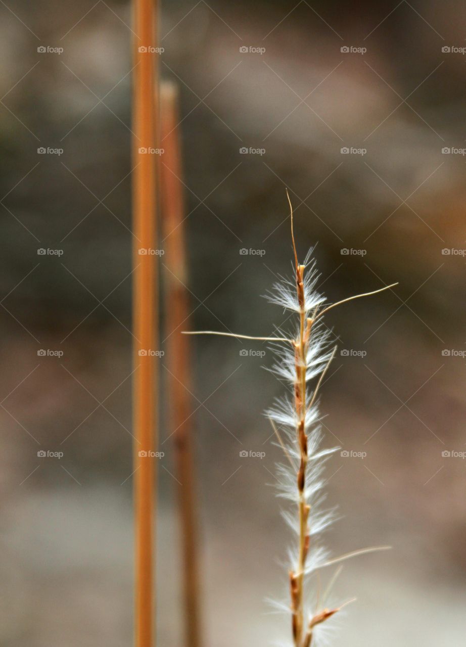 grass stalk full of seeds.