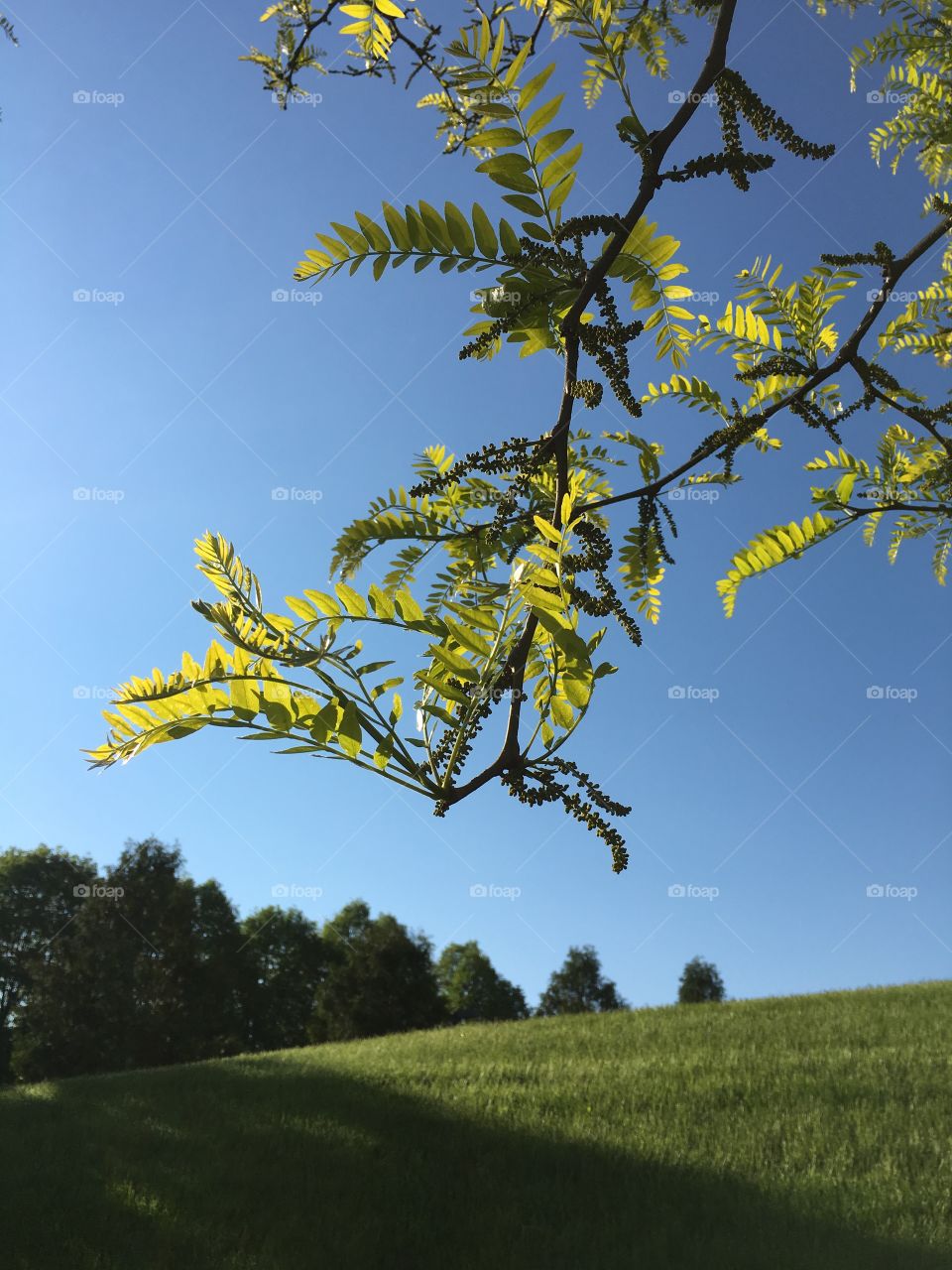Branch and leaves in morning light 