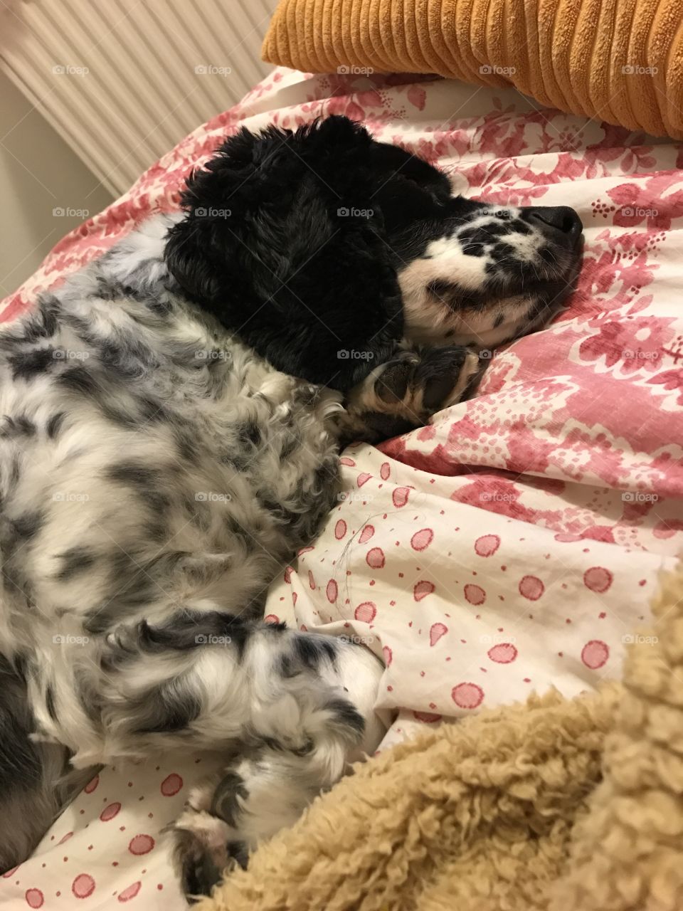 Sleeping Dog - Jasper 