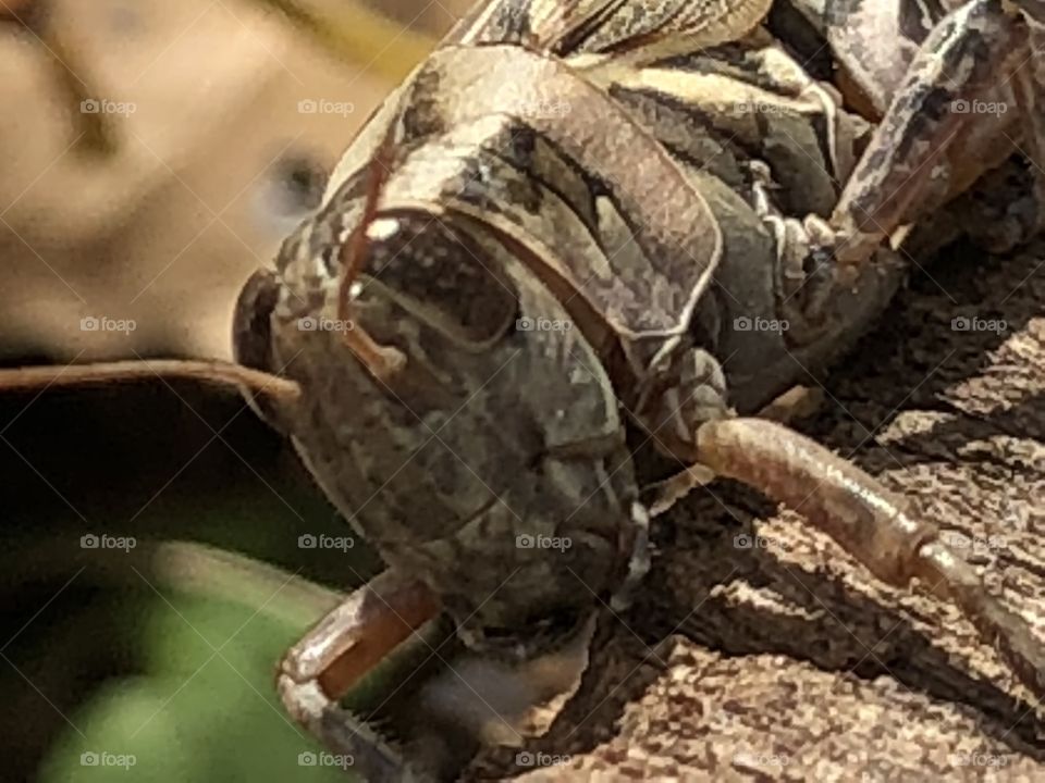 Close face of a grasshopper