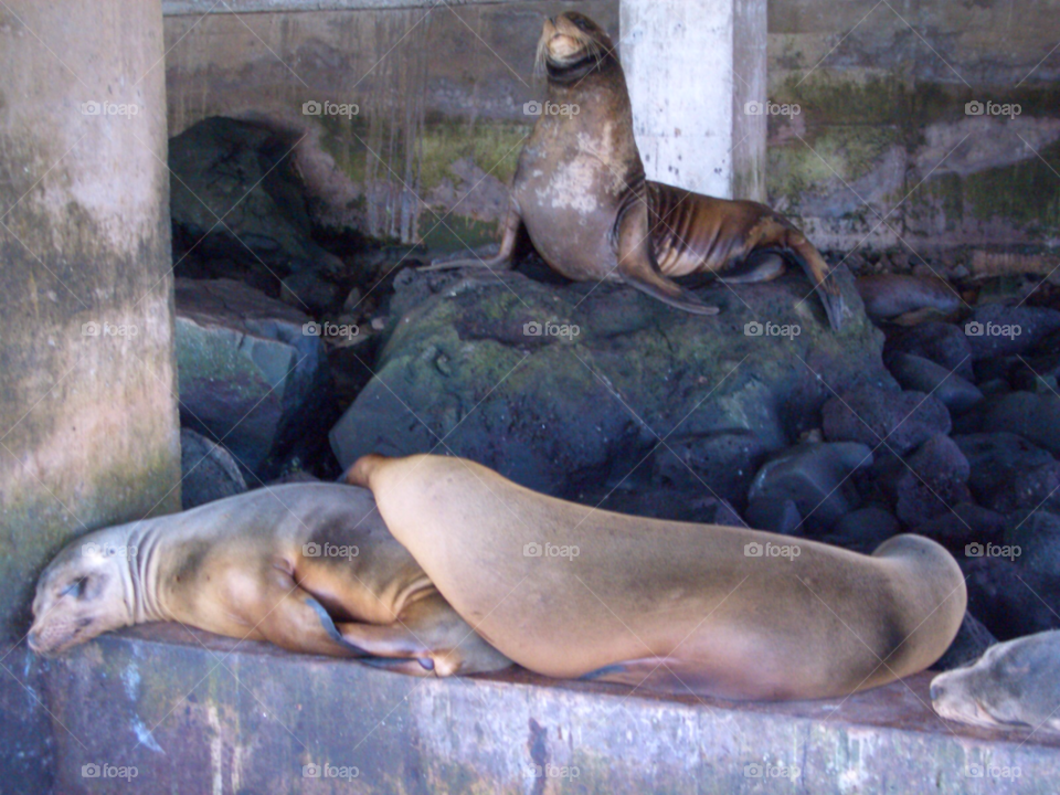 relax lazy sea lion mammals by izabela.cib