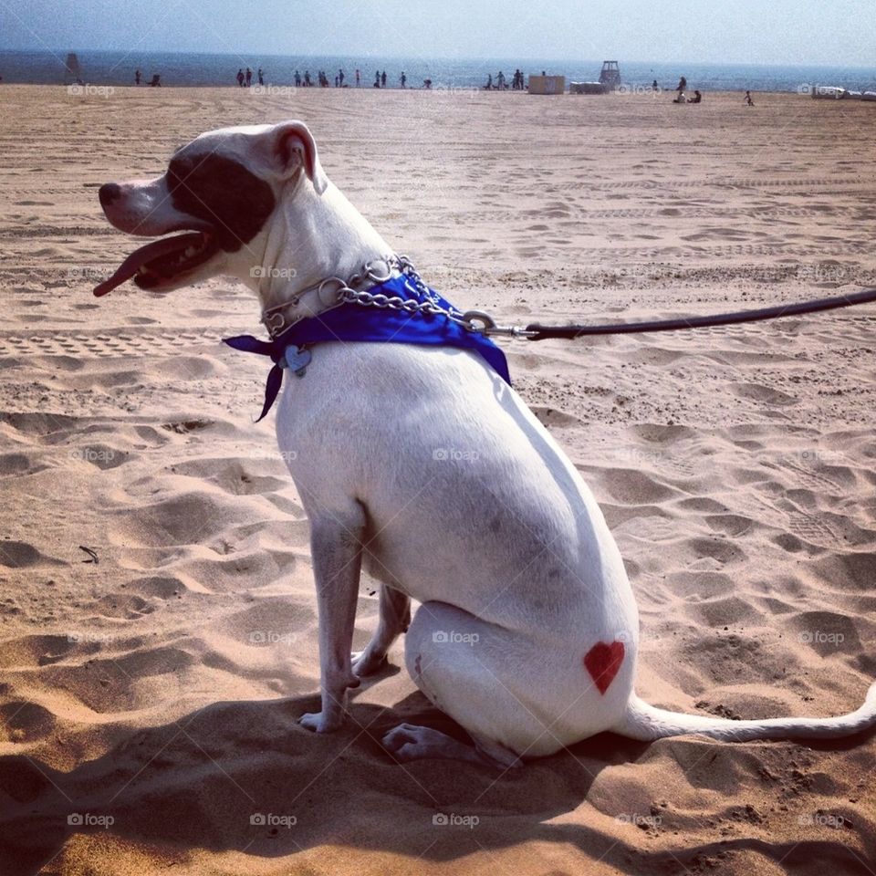 I ❤️ the Dog Beach