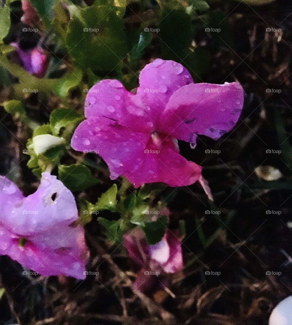 🌹 🇺🇸 Very beautiful flowers to brighten our day.  Live nature and its beauty. Did you like the delicate petals? / 🇧🇷 Flores muito bonitas para alegrar nosso dia. Viva a natureza e sua beleza. Gostaram das pétalas delicadas? 