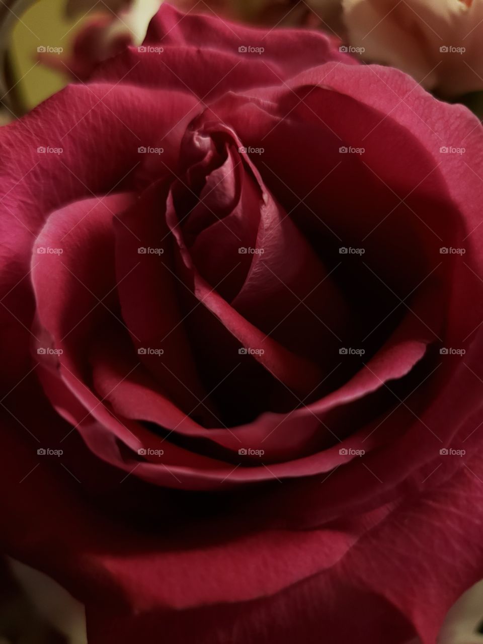 rose