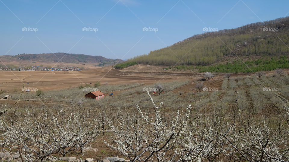An orchard is in bud