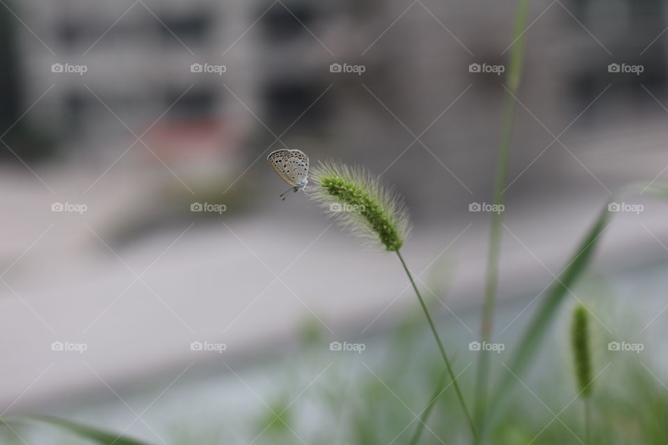 A Butterfly on a single grass