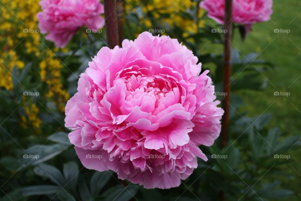 flowers garden nature pink by traviata