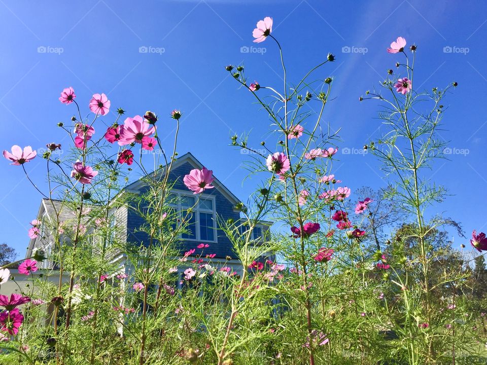Cosmos Flowers 