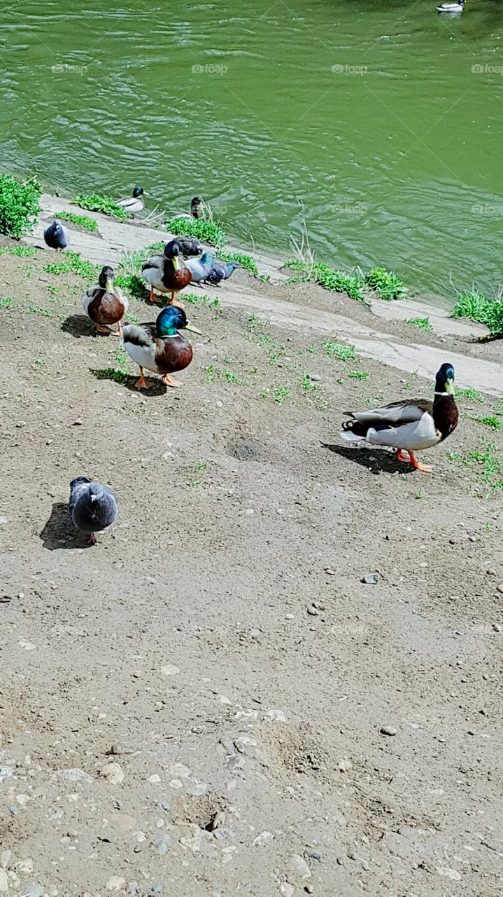duck