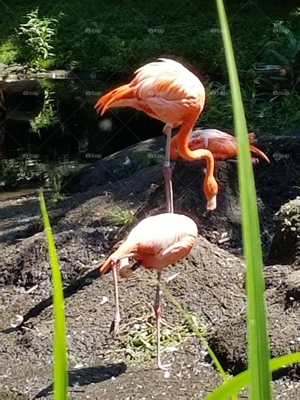 Bronx zoo flamingos