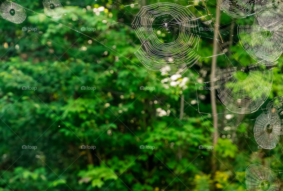 Incredible orb webs under a bridge in New Hampshire