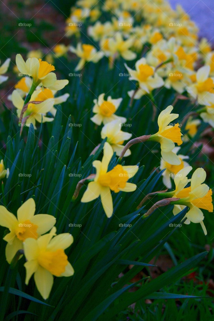 Daffodils 