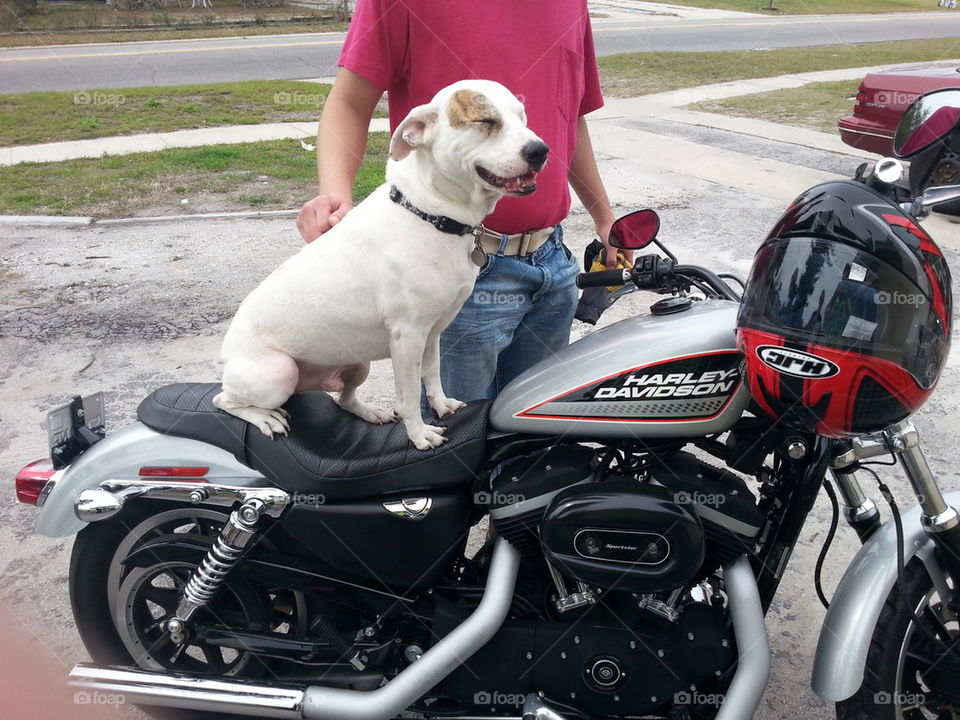 motorcycle dog