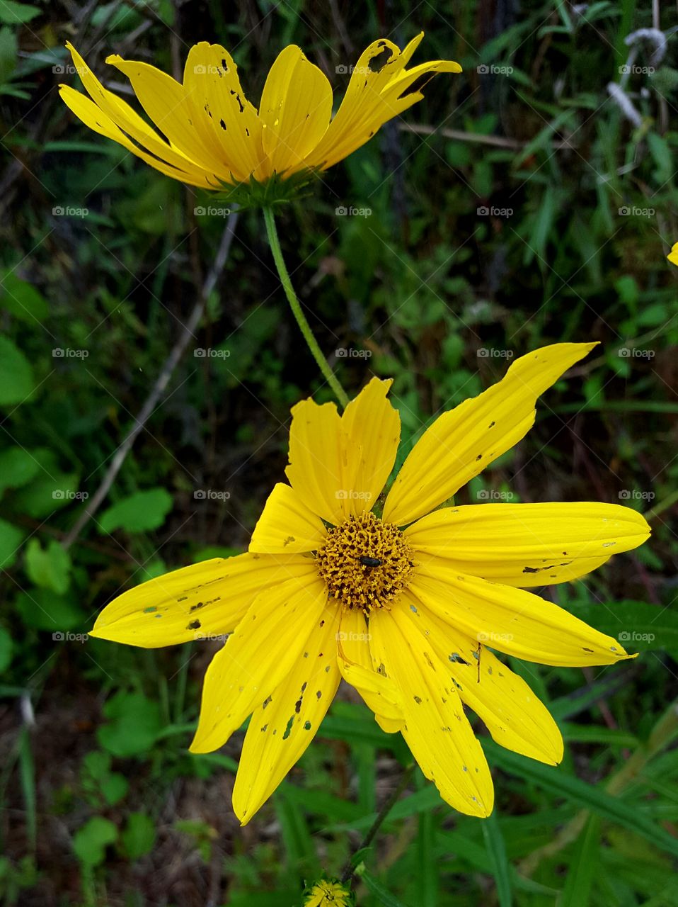 No Person, Flower, Nature, Summer, Leaf