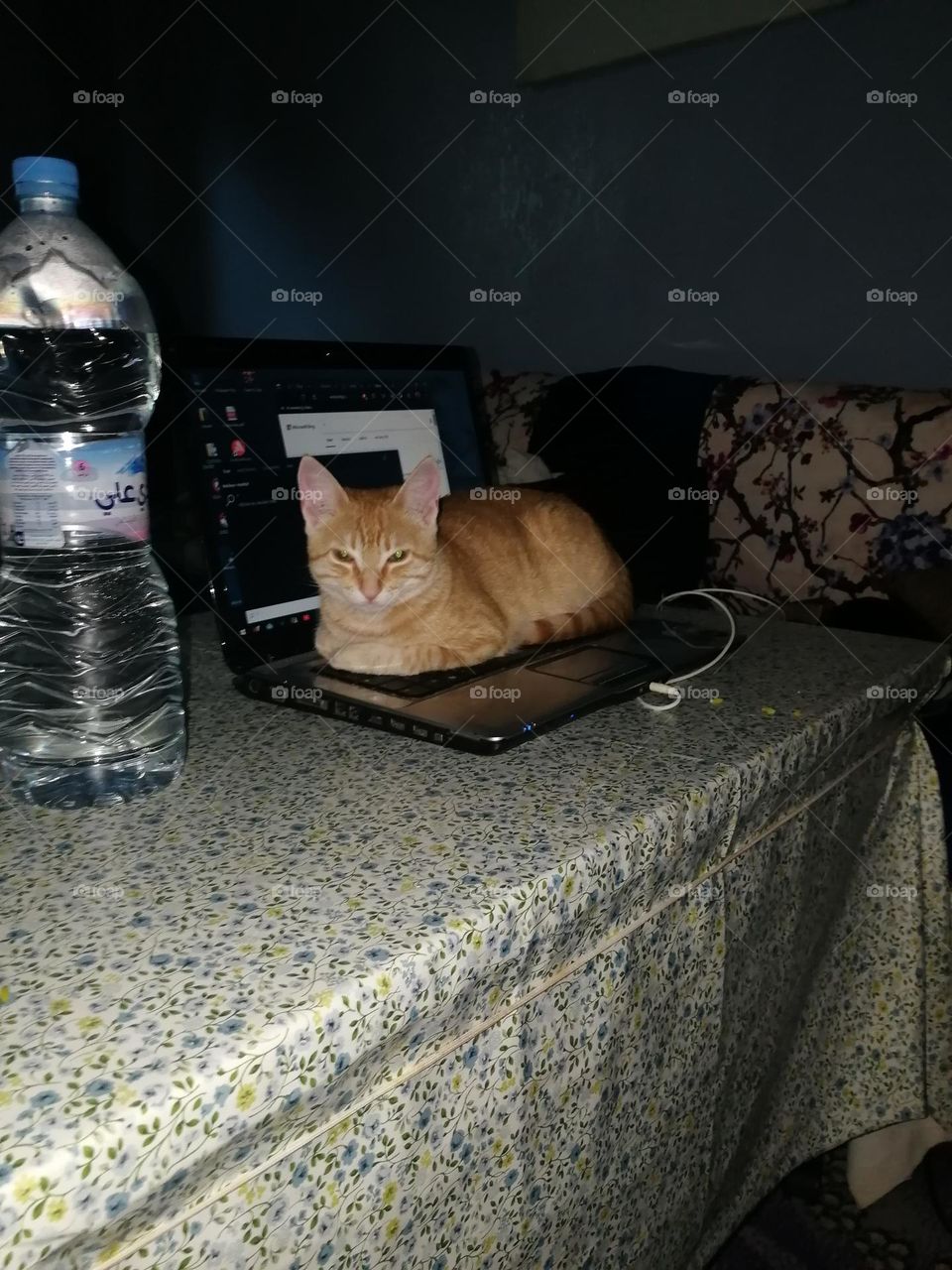 Beautiful cat sitting on the computer