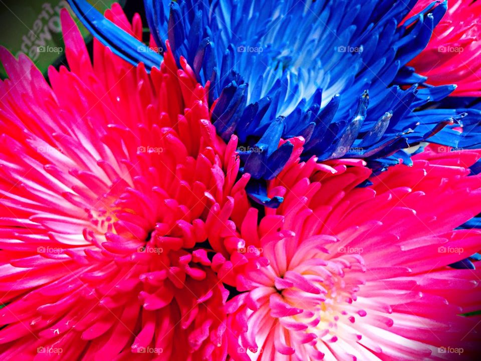 Pink and blue flowers