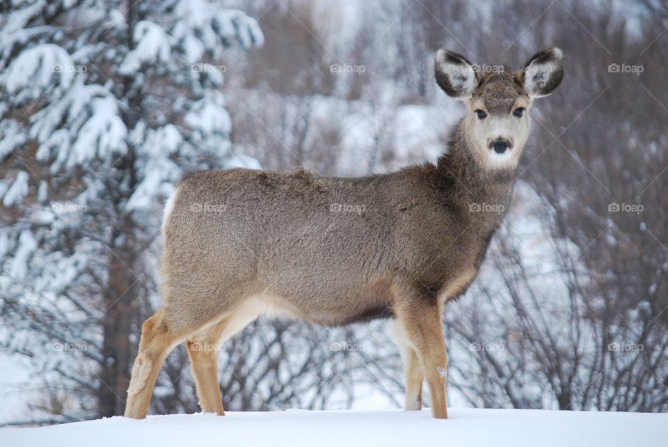 Adolescent deer in the snow of Rocky Mountain National Park, Colorado.