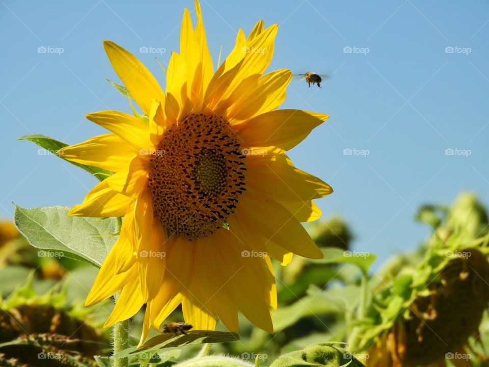 sunflower