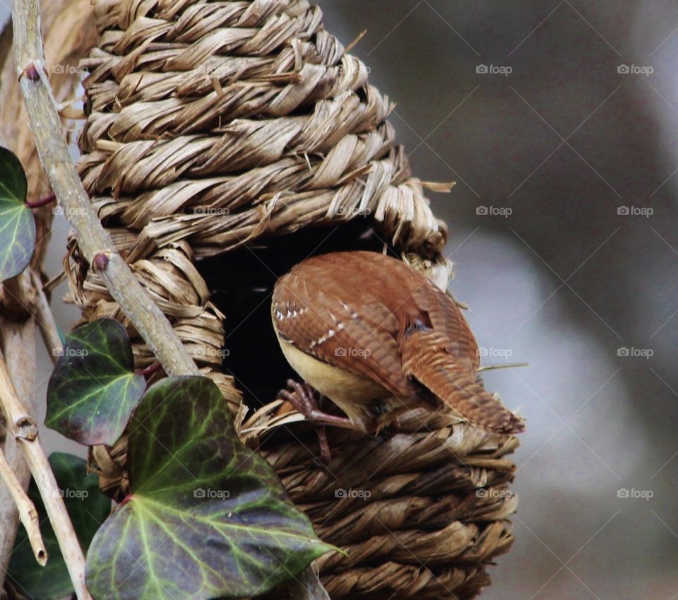 Wren Nest