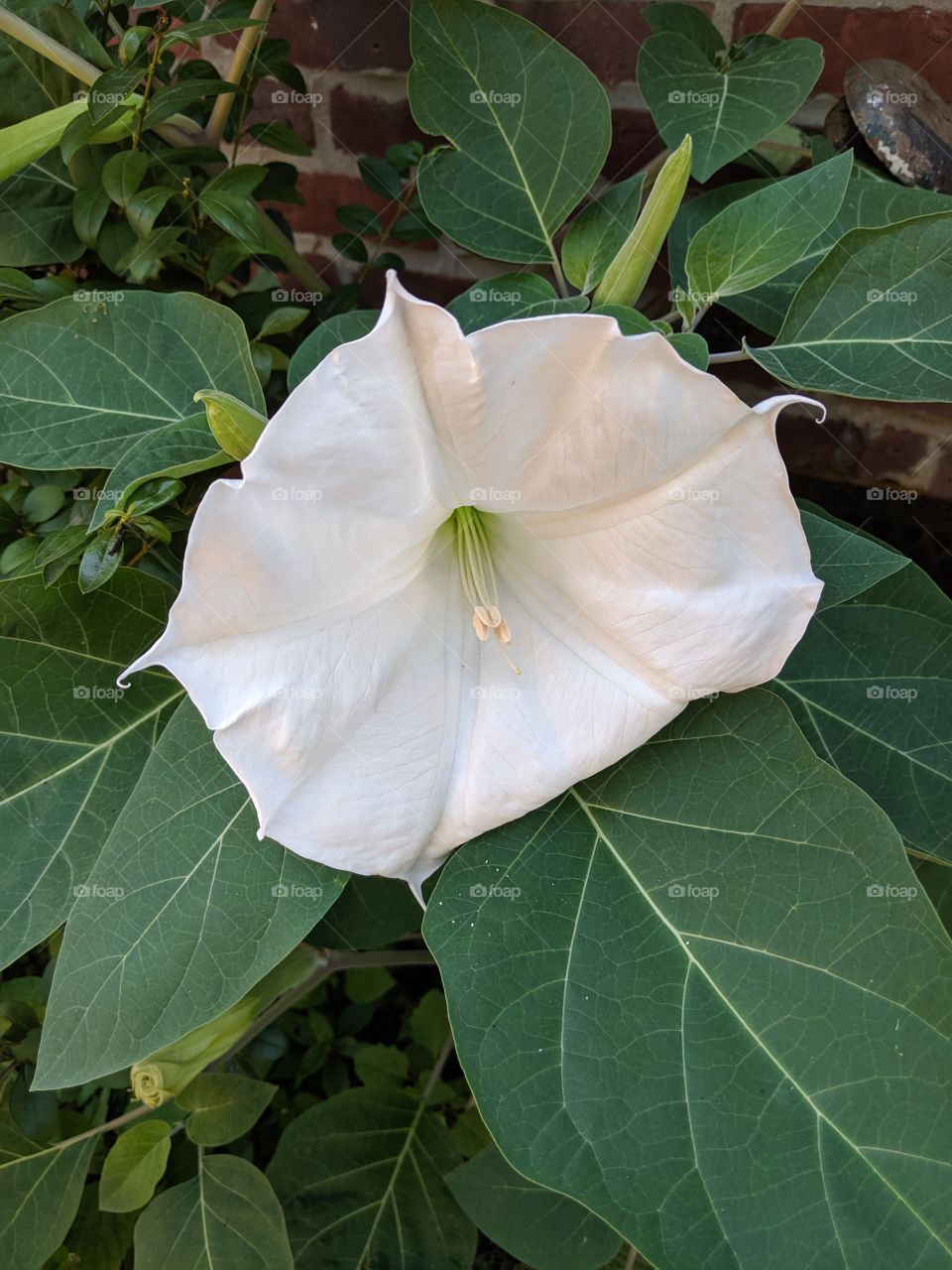 simplicity of nature, white flower
