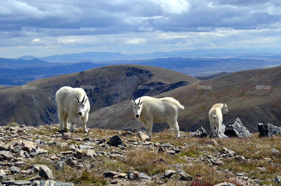 Colorado Mountain Goats