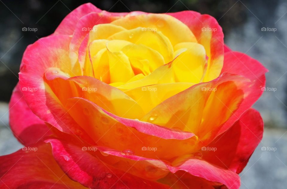 Bright Red And Yellow Rose