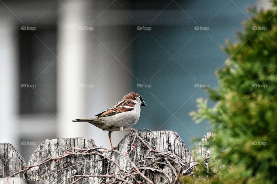 Small bird - House Sparrow or Passer domesticus - casually standing on fence