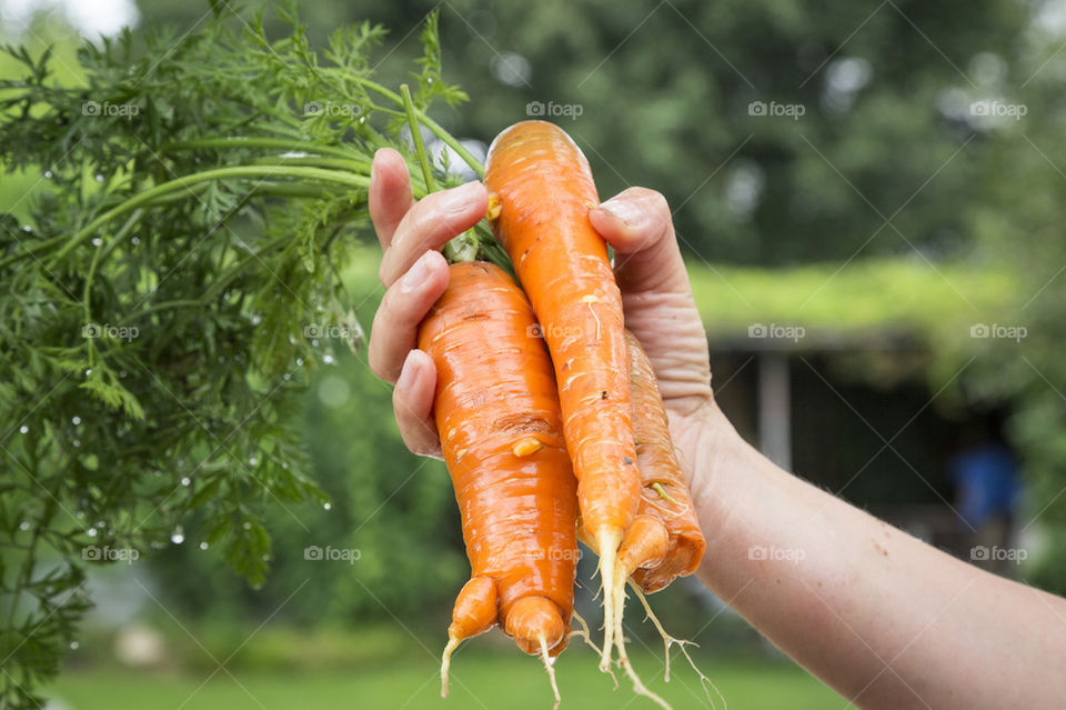 Organic carrots