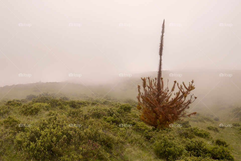 Early morning fog