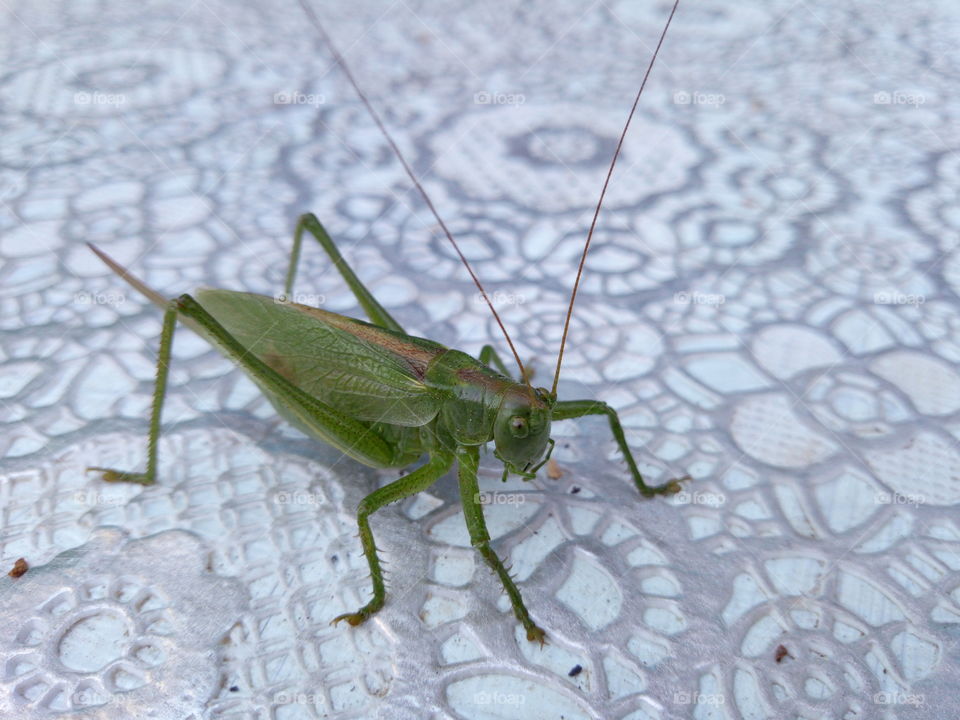 The Grasshopper came to visit