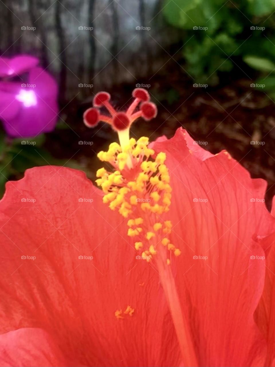 Closeup of a reddish/orange hibiscus growing in front of the palm tree at the bay house in Texas. 