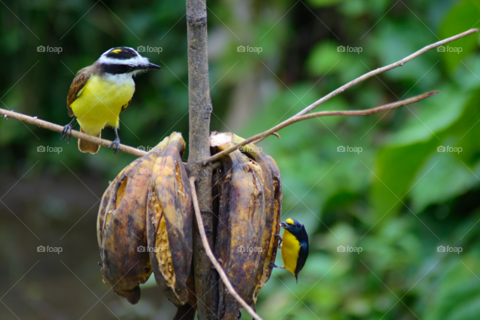 Yellow birds