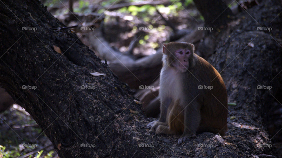Monkey on a tree trunk - looking for his next place to jump - sun rays falling - leaving a slight glow.