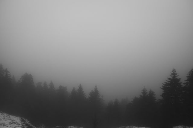 The fog