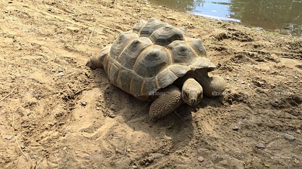 Aldabra Turtle giant 