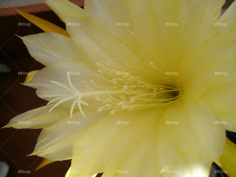 Yellow flower. Middle of cactus flower