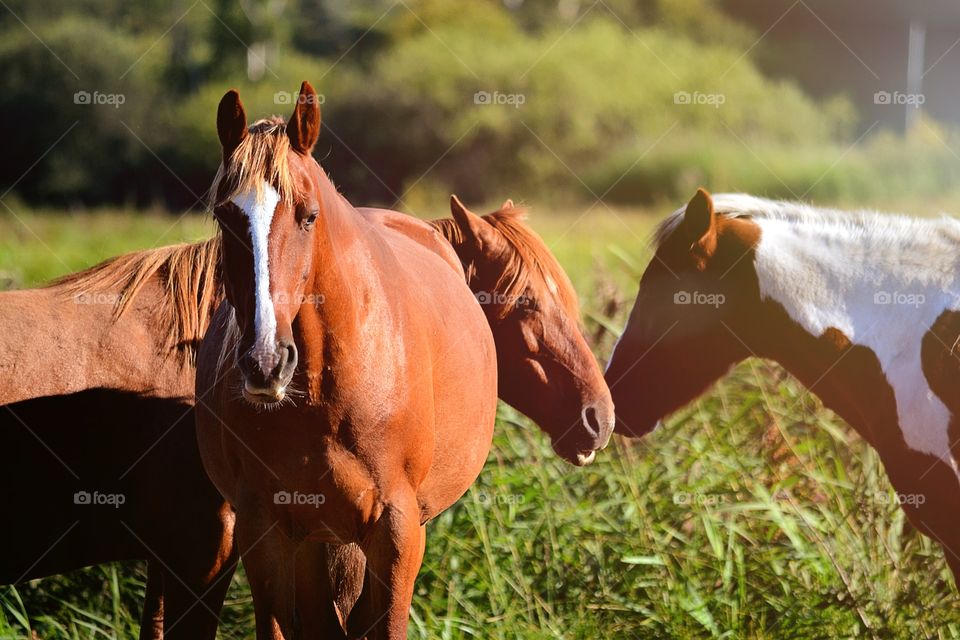 Group of horses in field