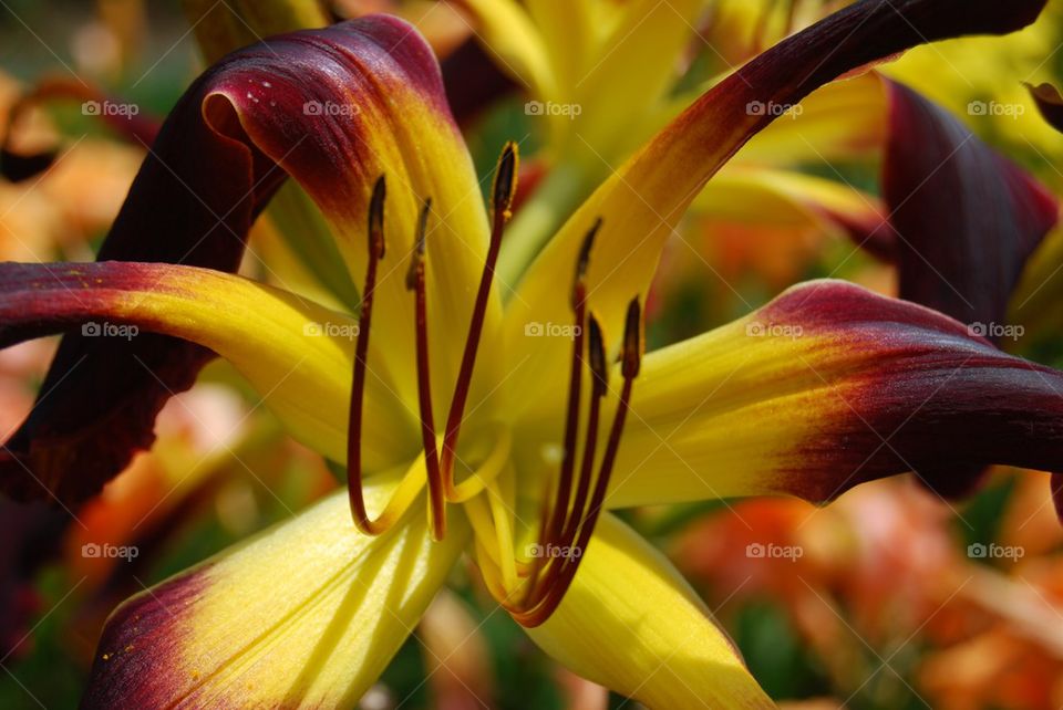 Macro shot of day lily flower